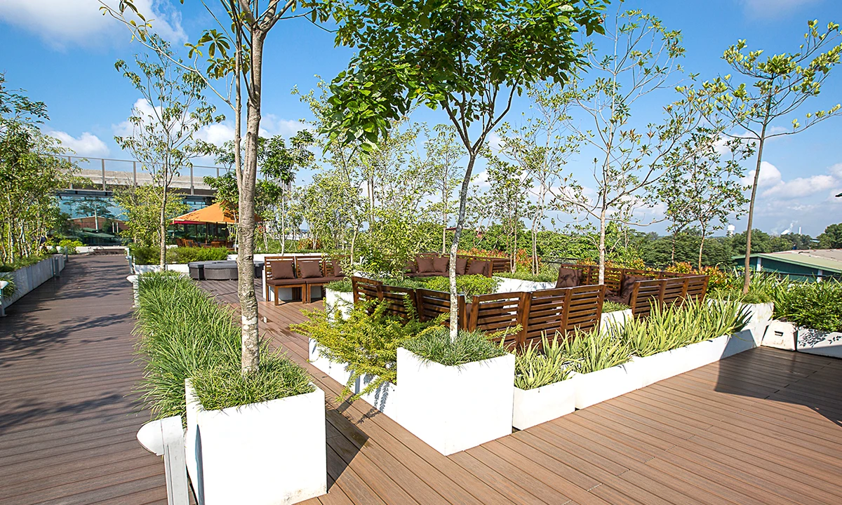 Roof terrace with timber decking, trees in white planters and dining umbrellas
