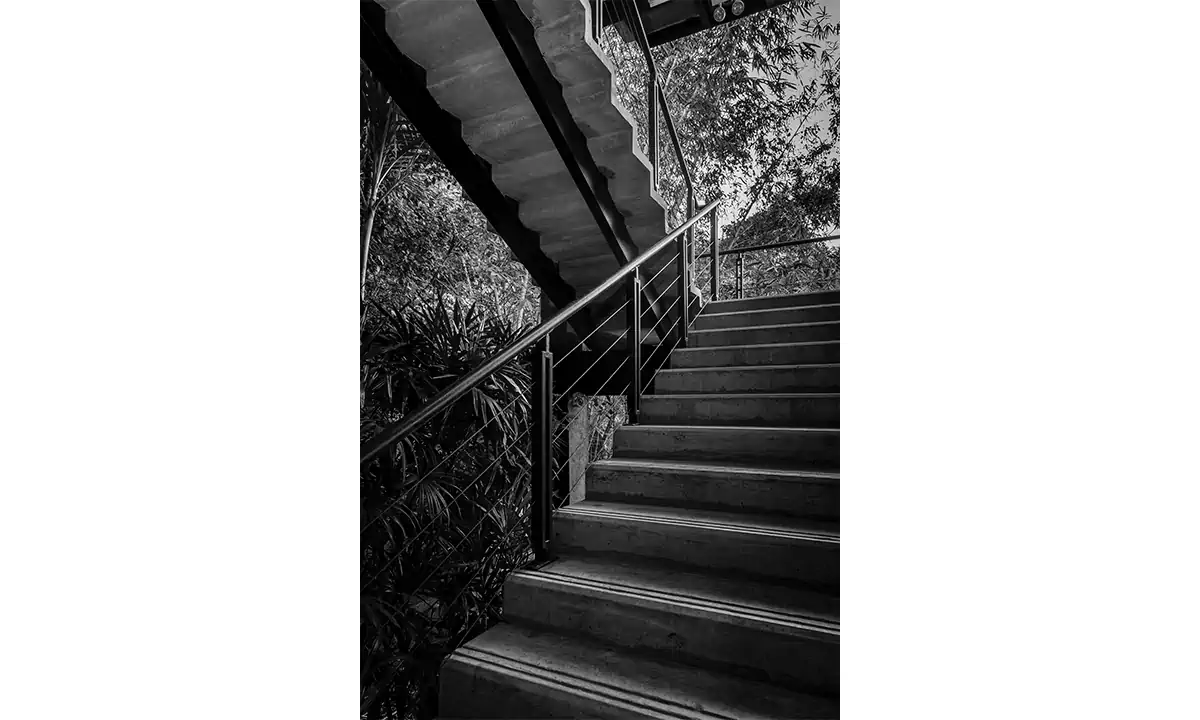 Steel stair rising through the planting, in black and white