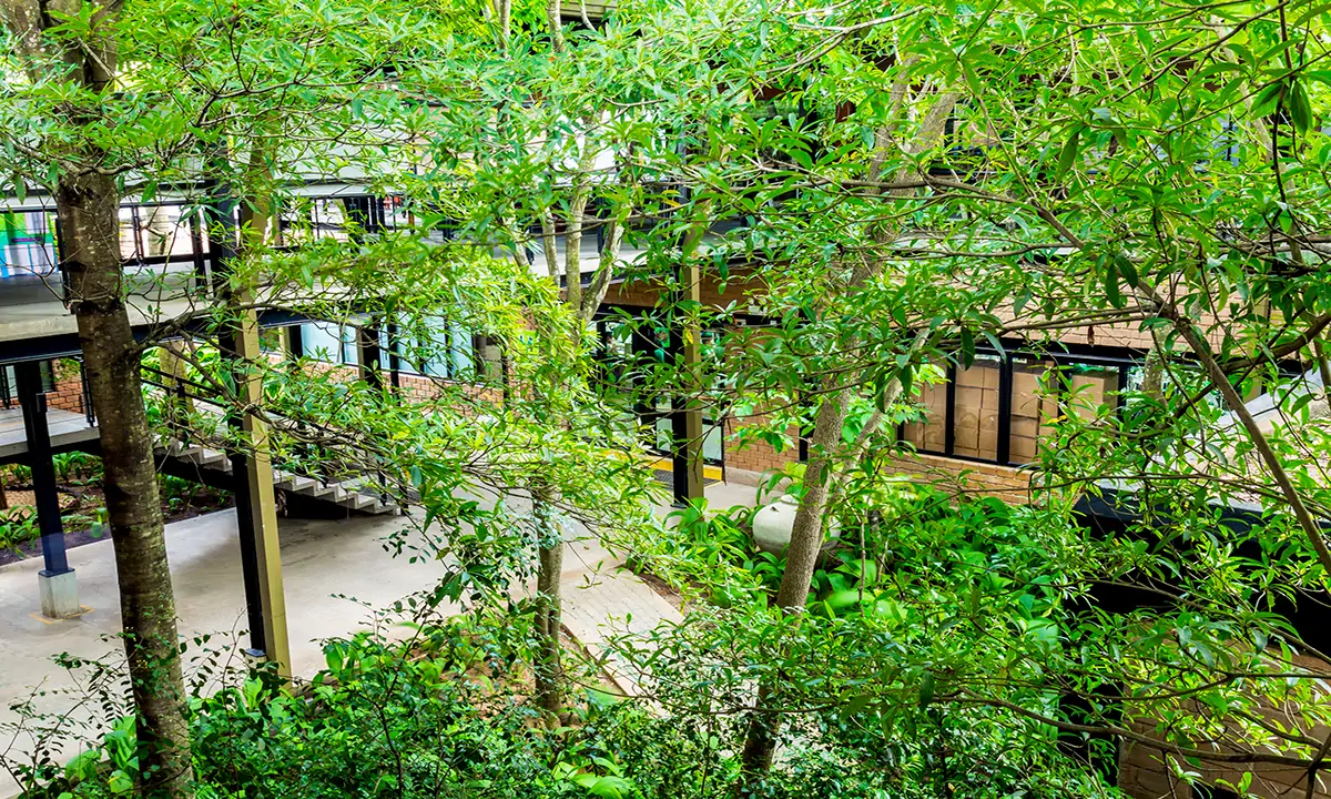 Trees growing up through the courtyard between the raised buildings