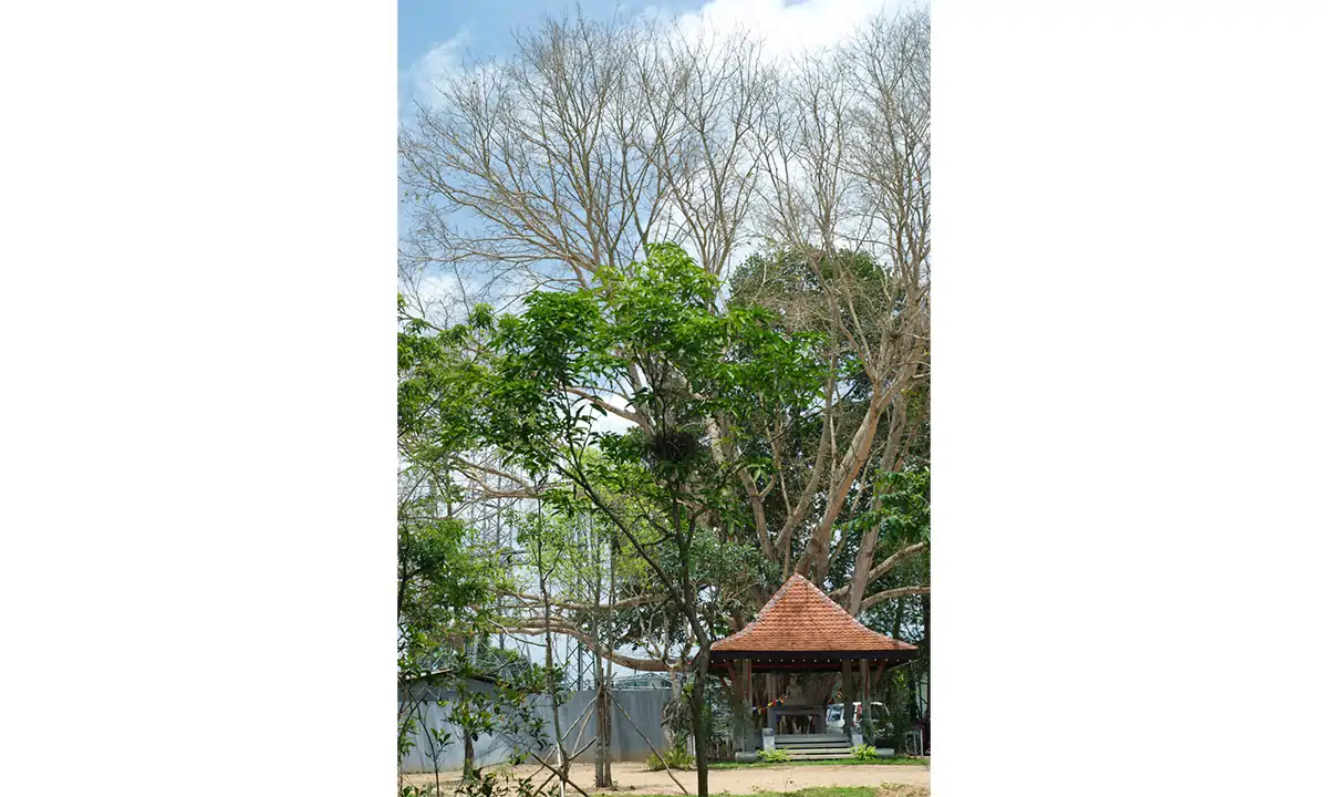 A tall tree and a small tiled-roof pavilion in the grounds